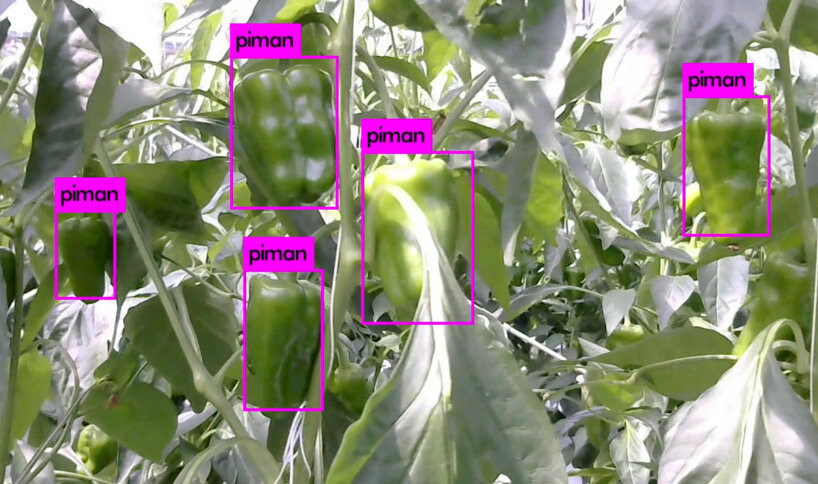 agrist-automatic-bell-pepper-harvesting-robot-japan-labor-shortage-designboom-4.jpg