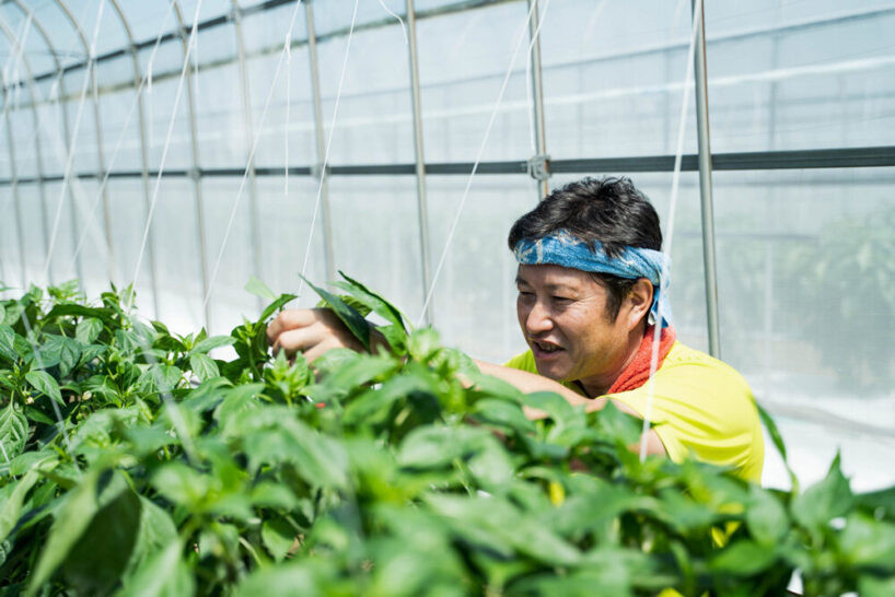agrist-automatic-bell-pepper-harvesting-robot-japan-labor-shortage-designboom-a-818x546.jpg