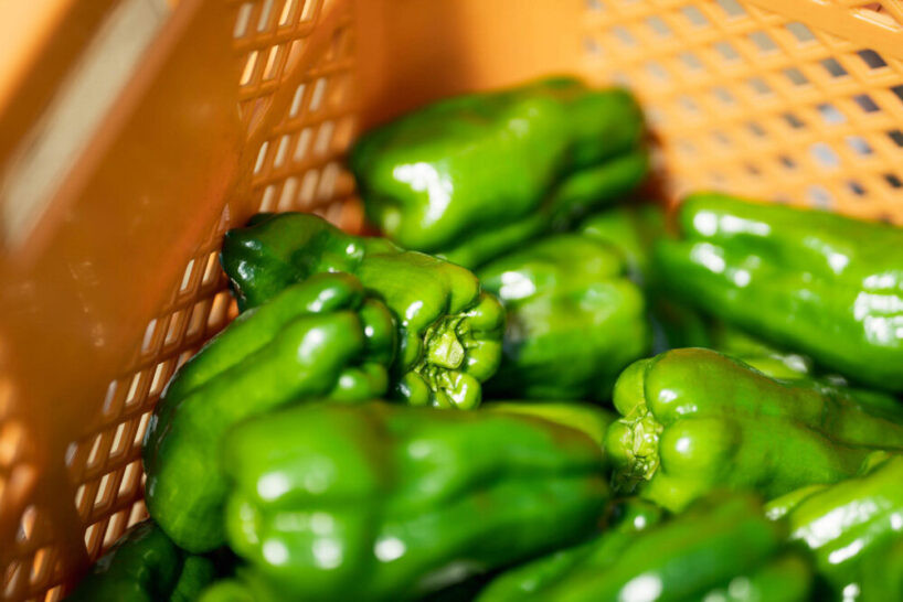 agrist-automatic-bell-pepper-harvesting-robot-japan-labor-shortage-designboom-b-818x546.jpg