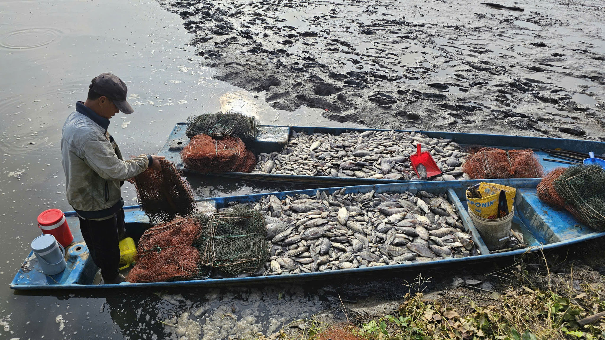 hồng dân 1