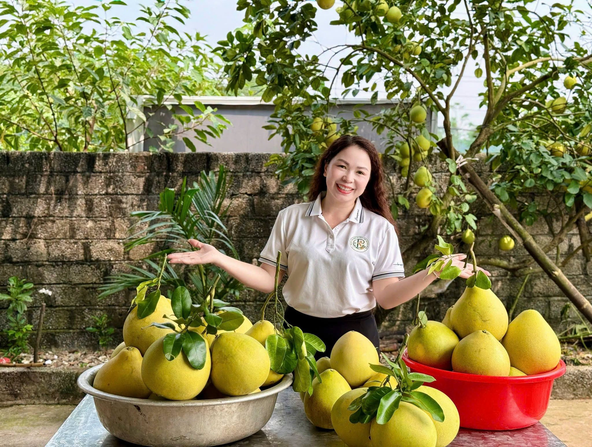 Nhà khoa học nói gì về giống Bưởi Chum Phú Nghĩa mới xuất hiện? 