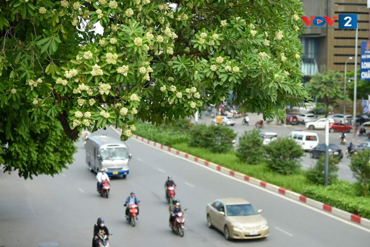 Mùa hoa sữa về, nhớ nhạc sĩ Hồng Đăng 