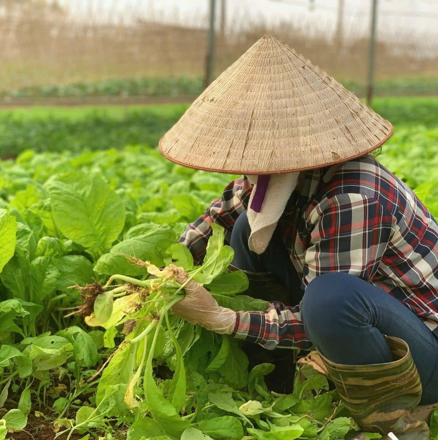 HTX rau quả sạch Chúc Sơn 'số hóa' từng luống rau