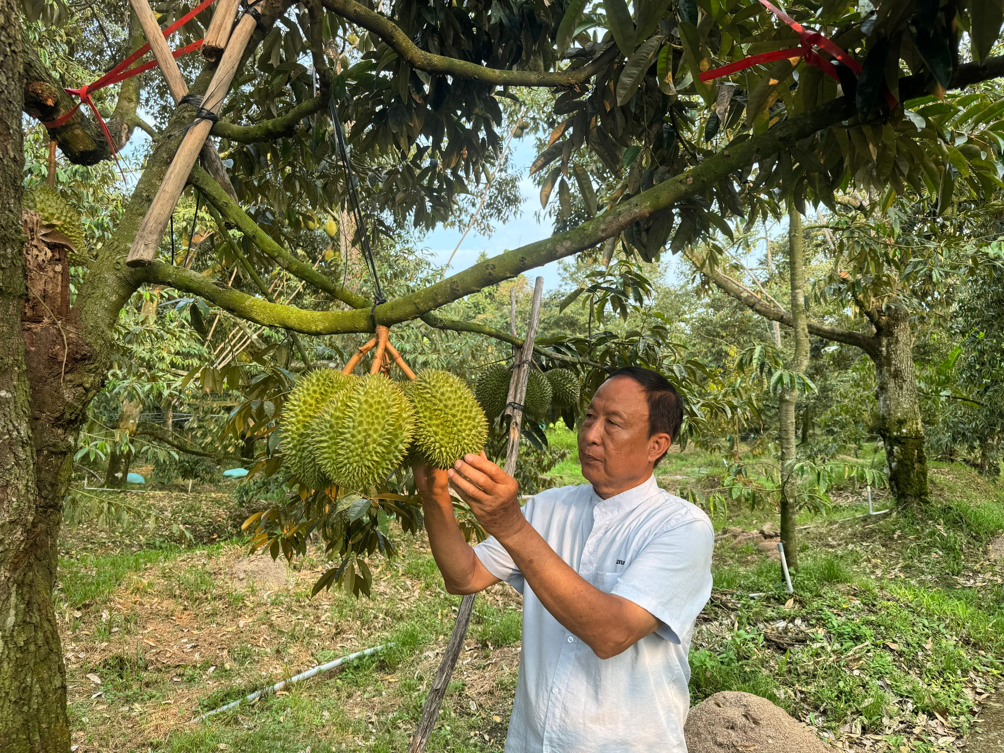 Ông nông dân 71 tuổi ở Đồng Tháp đi học công nghệ, rủ bà con làm sầu riêng xuất khẩu 