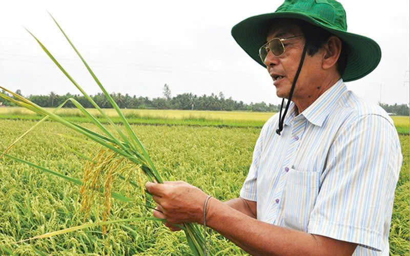 Ông Hồ Quang Cua cùng các cộng sự dày công nghiên cứu 30 năm để cho ra đời sản phẩm gạo ST25, soán ngôi hàng loạt thương hiệu gạo số 1 thế giới