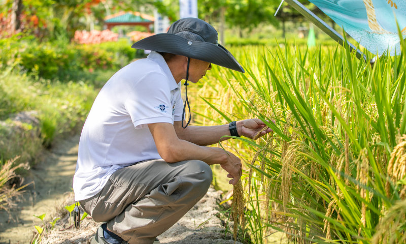 Đặt ‘camera’ vào từng tế bào lúa, Trung Quốc mở kho dữ liệu cho cả thế giới cùng xem 