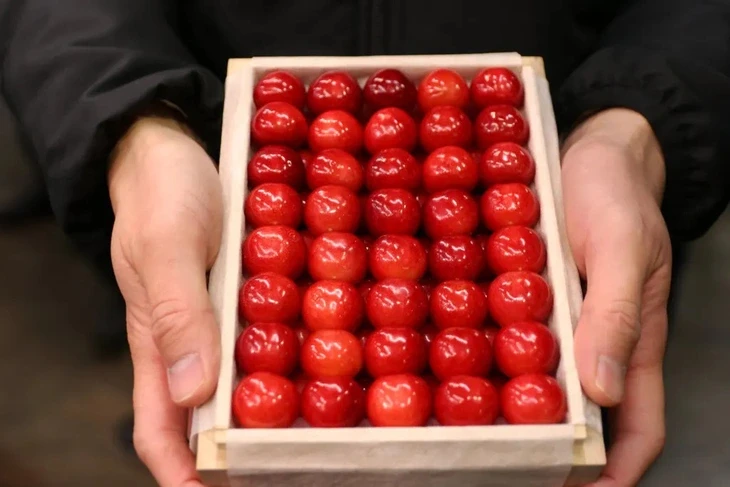 cherry-1-1767611280507-1767611280930544524309.webp