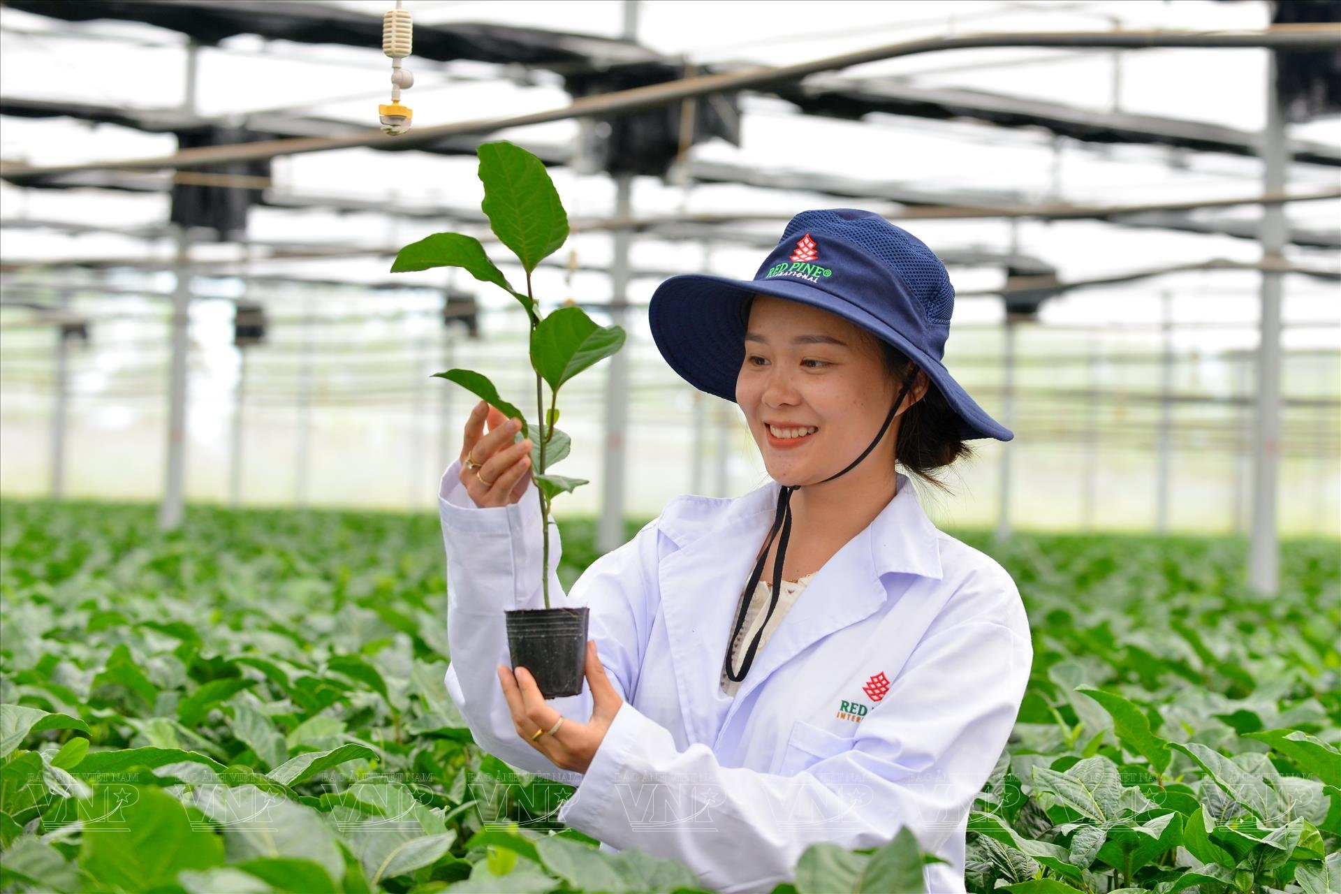 Nông nghiệp công nghệ cao Tây Nguyên: Doanh thu 500-700 triệu đồng/ha, rào cản ở đâu? 