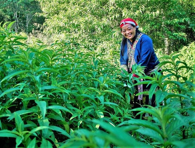 fammersvietnam_cay_duoc_lieu_30_6-2023_0224897269f648f19b4d64425d26bd82_1024x1024.jpeg