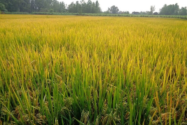 paddy_field_in_punjab-768x512.jpg