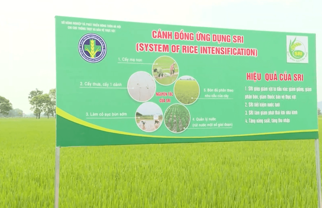 Trồng lúa kiểu 'ngược đời' ở Đông Anh, Ứng Hòa: Cho ruộng lúa 'nhịn' nước, cấy thưa hơn mà vẫn được mùa 