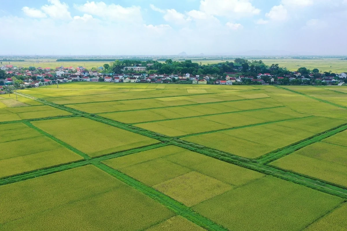 Dân khổ sở vì nợ ảo thuế đất như thế nào? 