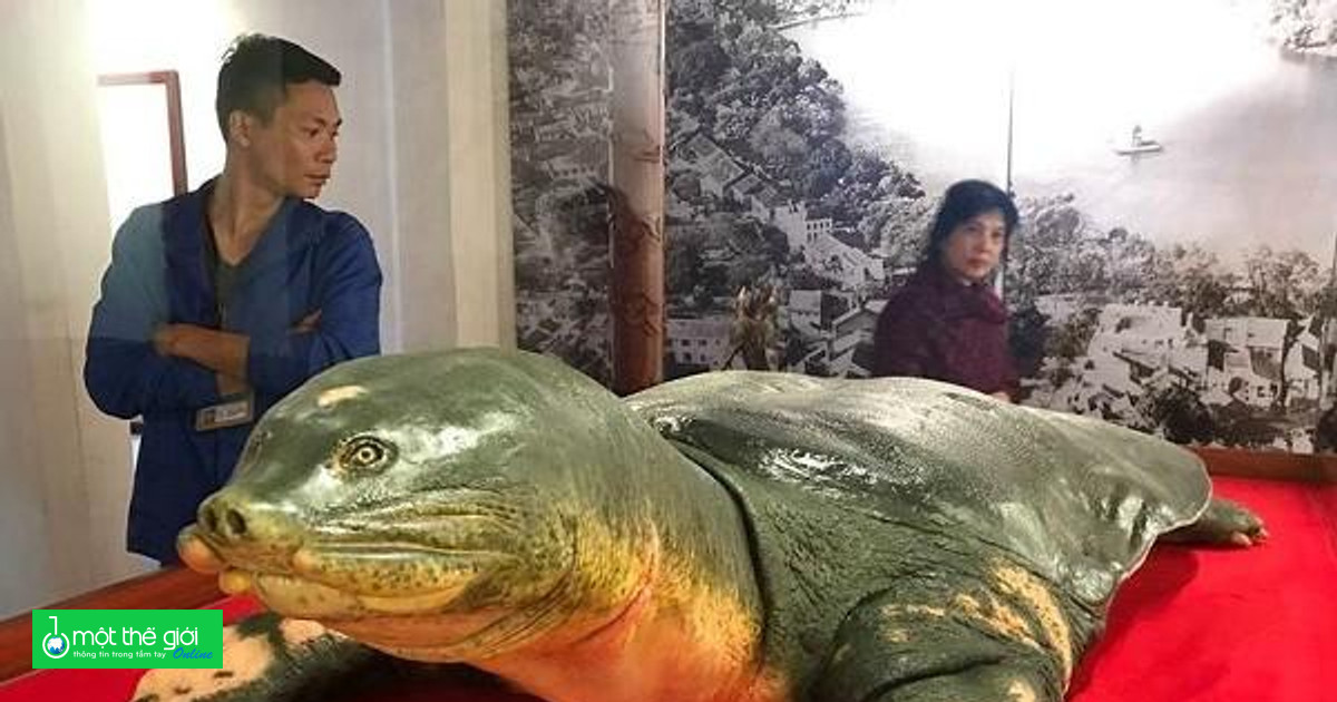 Tiêu bản cụ rùa hồ Gươm được trưng bày tại đền Ngọc Sơn