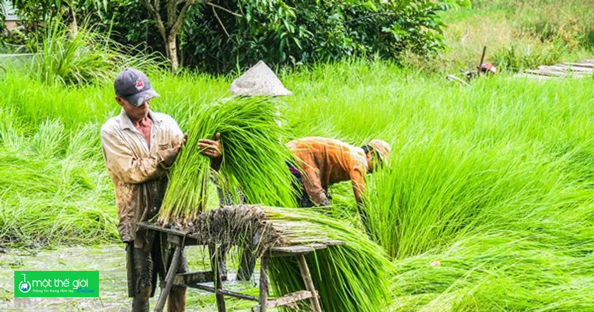 Nhộn nhịp mùa gieo cấy lúa trên đất tôm ở Cà Mau