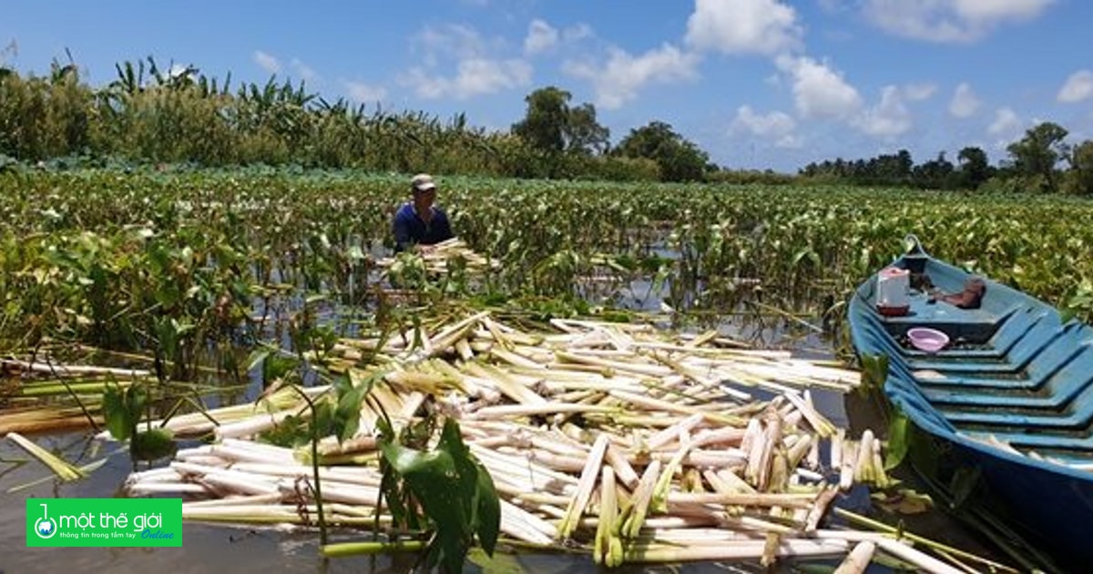 Rau mác - đặc sản mùa nước nổi