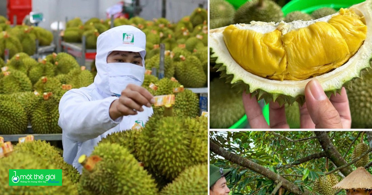 Chủ tịch UBND tỉnh, thành phố chịu trách nhiệm trước Thủ tướng Chính phủ nếu để xảy ra ách tắc ảnh hưởng đến xuất khẩu sầu riêng