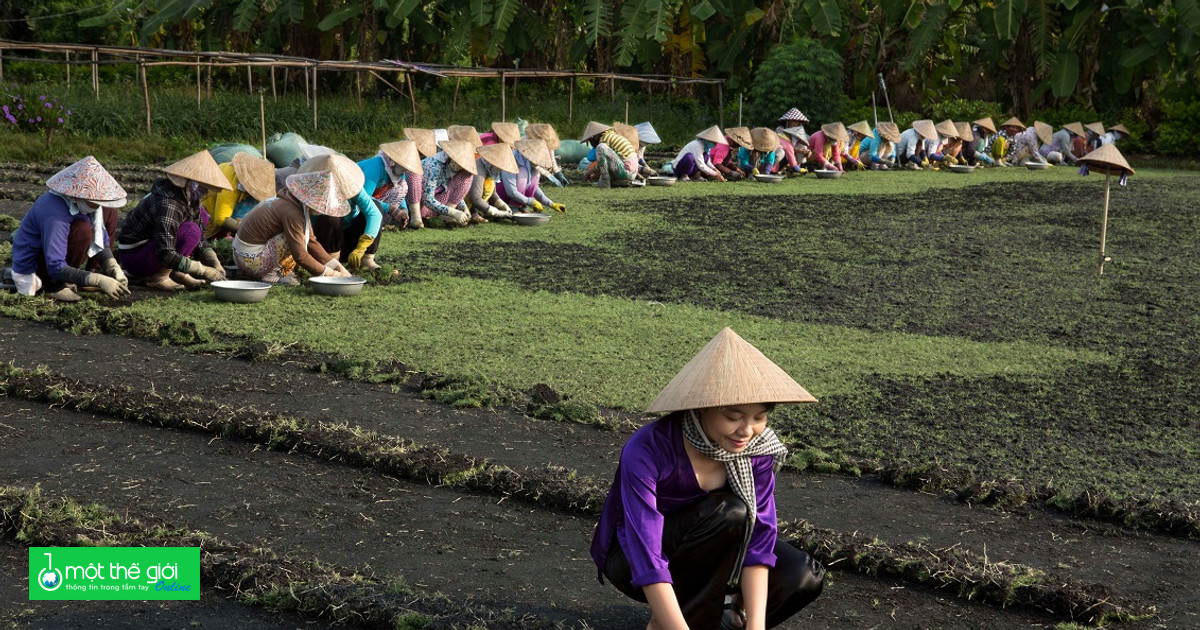 Chuyên gia Nhật: Biến đổi khí hậu buộc nông dân Việt Nam phải thay đổi cách trồng lúa