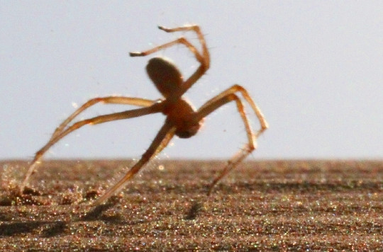 Kỹ thuật trốn chạy độc đáo của loài nhện sa mạc