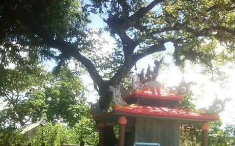 Kỳ lạ chuyện thờ cây táo ở làng Văn Xá