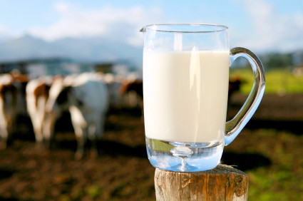 Chuyên gia quốc tế khuyên DN VN tăng cường nuôi bò sữa!