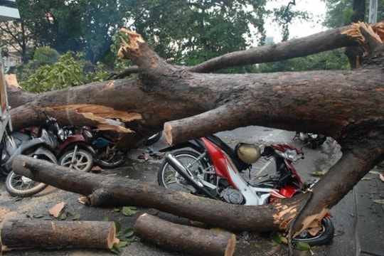 Xe bị cây đè nát bét, chúng tôi đành... cuốc bộ đi làm