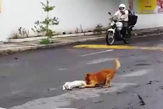 Cảm động clip chó kéo bạn bị chết vào lề đường