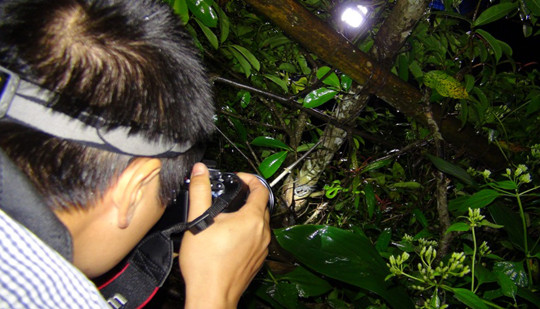 Nhiều chuyên gia về Quảng Ngãi tìm hiểu rắn lục đuôi đỏ