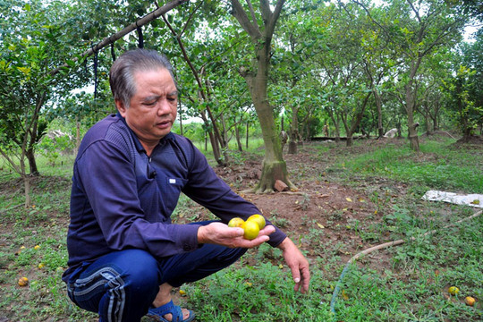 Hà Nội: Nông dân méo mặt vì cam rụng quả hàng loạt trước Tết