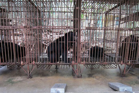 Hơn 80 con gấu quý hiếm ở Quảng Ninh chết vì...bị bỏ đói