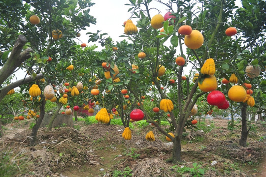 Chùm ảnh: Vườn cây ngũ quả nhiều màu sắc “độc nhất vô nhị” ở Hà Nội