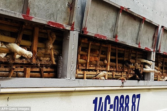 Daily Mail sốc vì 1000 con mèo bị nghiền chết ở Việt Nam