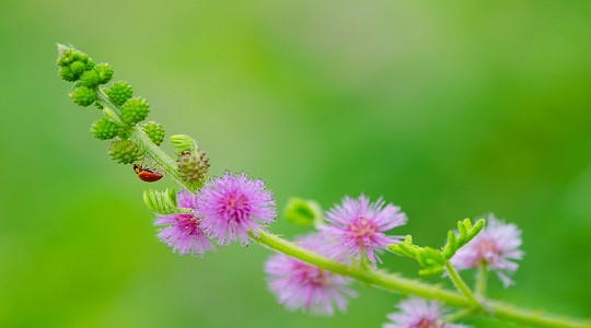Bí ẩn bài hát Hoa trinh nữ: Kỳ 3-Bướm ong dập dìu ve vãn đóa hoa đồng nội