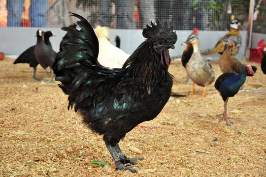 Ayam cemani là một trong những loài gà đen nhất và đẹp nhất trên thế giới. Với bộ lông đen đẹp mắt và khả năng đáng kinh ngạc để sống sót trong môi trường khắc nghiệt nhất, ayam cemani là loài vật độc đáo và đáng yêu cho mỗi tín đồ của gà. Hãy xem hình ảnh để khám phá vẻ đẹp của loài gà này.