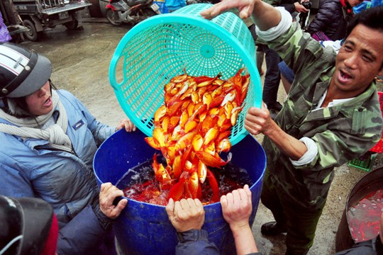 Cá chép đỏ ùn ùn về chợ cá lớn nhất ở Hà Nội