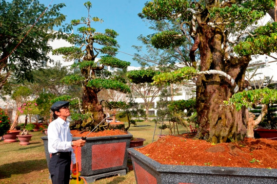 Cận cảnh 2 cây kiểng được ra giá 7 tỉ đồng ở Sài Gòn