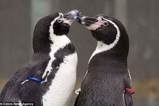Ly kỳ chuyện tình cặp chim cánh cụt đồng tính