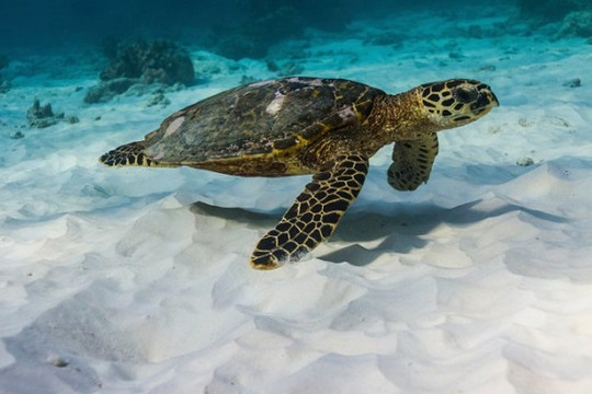 Rùa biển Hawksbill hồi sinh ở Nam Thái Bình Dương