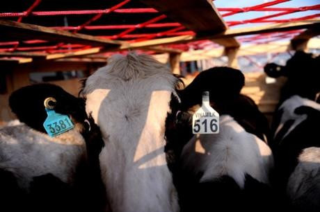 400 bò sữa cao sản Úc hạ cánh an toàn “đầu quân” cho Vinamilk