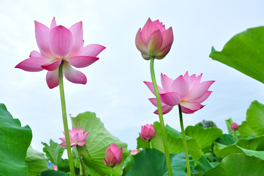 Những cánh sen hồng đầu mùa đẹp nao lòng ở Hà Nội
