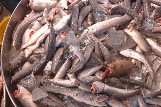 Cá nuôi 'đội lốt' cá đồng lừa bán cho khách với giá cao