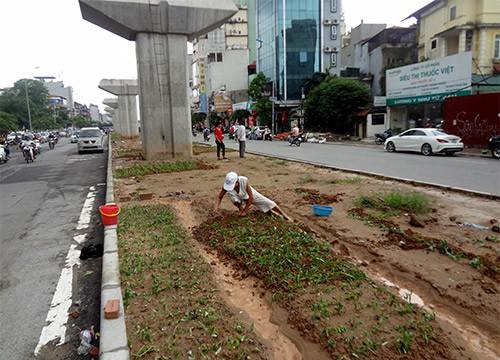Người dân Thủ đô: tận dụng khoảng trống đường Metro để trồng rau