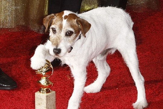 Chú chó Uggie trong phim đoạt giải Oscar ‘The Artist’ qua đời