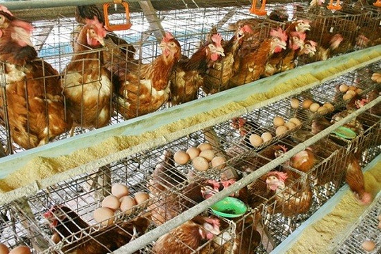 'Cơ hội vàng' về thời gian để chăn nuôi Việt Nam thắng trong TPP
