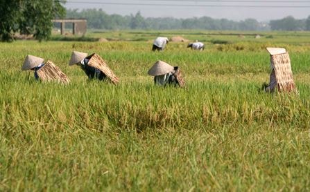 Nhật rót hàng triệu USD trồng lúa chất lượng cao tại Việt Nam