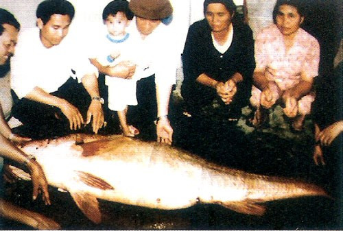 Nông dân Thái Bình bán hớ con cá 1,5 tỉ đồng