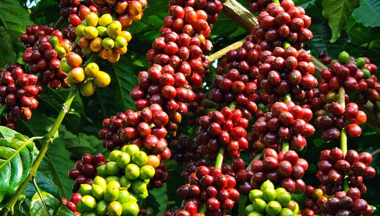 Một số giải pháp để phát triển ngành cà phê Việt Nam