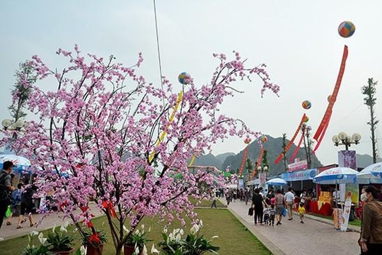 Mai vàng Yên Tử khoe sắc cùng anh đào Nhật Bản tại Quảng Ninh