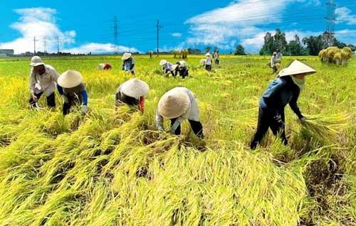 Nông nghiệp Việt Nam chậm cải cách, doanh nghiệp tìm đường 'vượt biên'