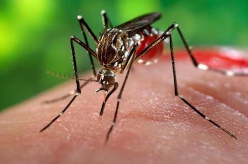 Việt Nam phát hiện 2 trường hợp nhiễm virus Zika đầu tiên