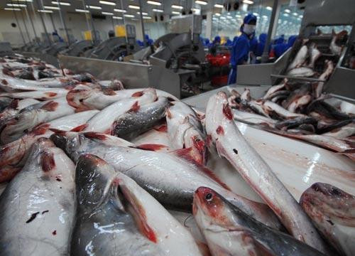 Cảnh báo hiện tượng thương lái Trung Quốc ồ ạt mua cá tra